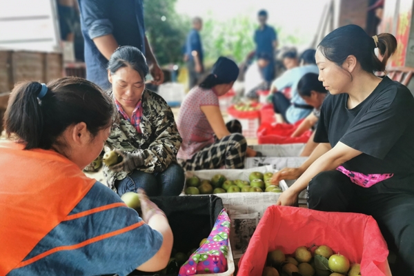 宜城市流水镇：瓜果飘香富农家