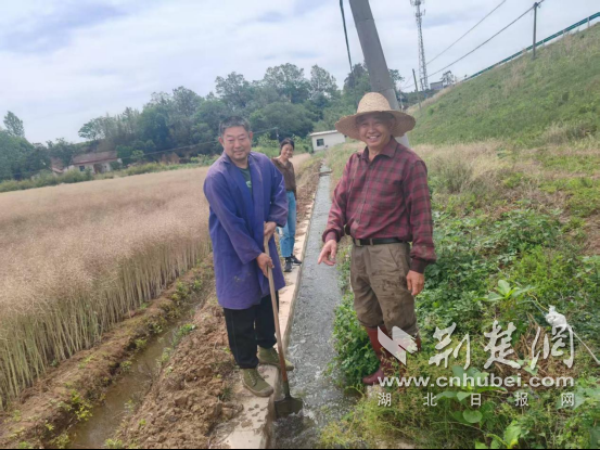 干部和群众一起工作以清除运河，农场对干旱有