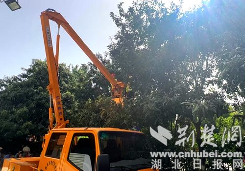Xiangyang Xinhua ParkڡѡҪ͸Loquatsĸой