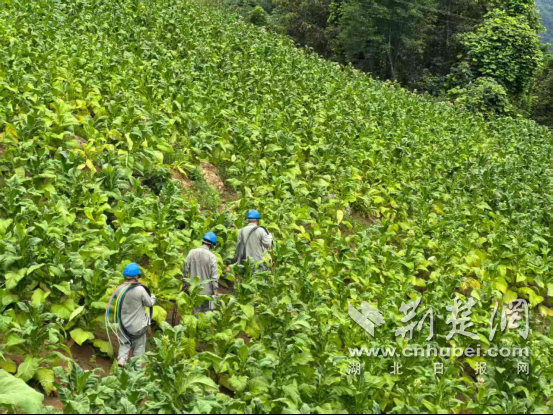 权力赋予烟草业和能源
