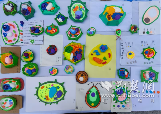 第24届襄阳中学：细胞模型大赛激发科学热情
