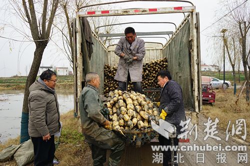 宜城税务：精准服务“点绿成金”，为乡村产业