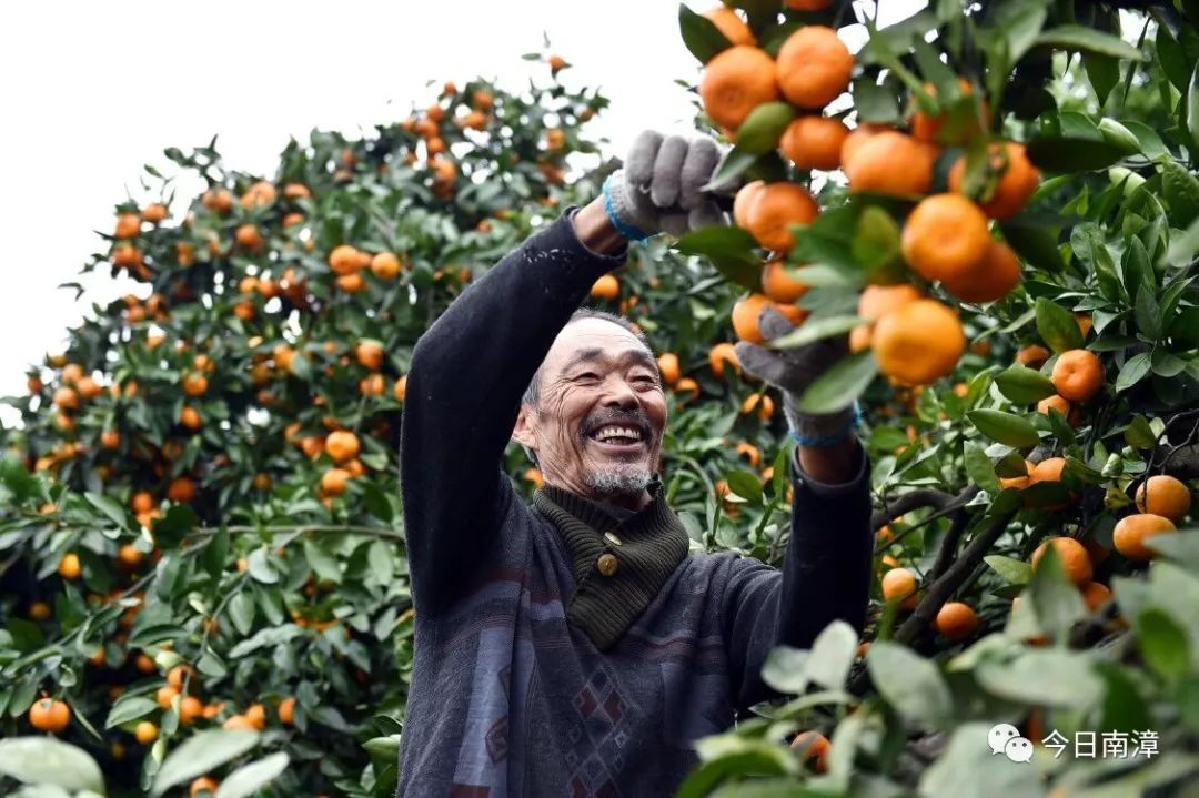 南漳峡口柑橘上市:晚秋时节走峡口 口福眼福全都有