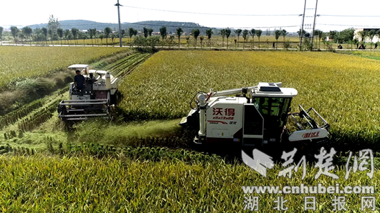 枣阳市鹿头镇小王庄村村民变股民土地添活力