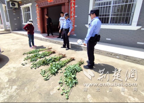 保康警方四天铲除罂粟原植物1157株 行政处罚17人