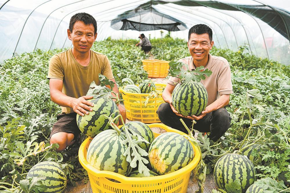 附近西瓜采摘园图片