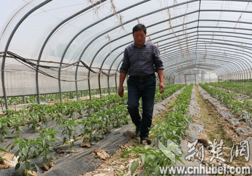 襄州区移民局聘请的大棚蔬菜种植专家陈喜良在巡查大棚菜苗生长情况.